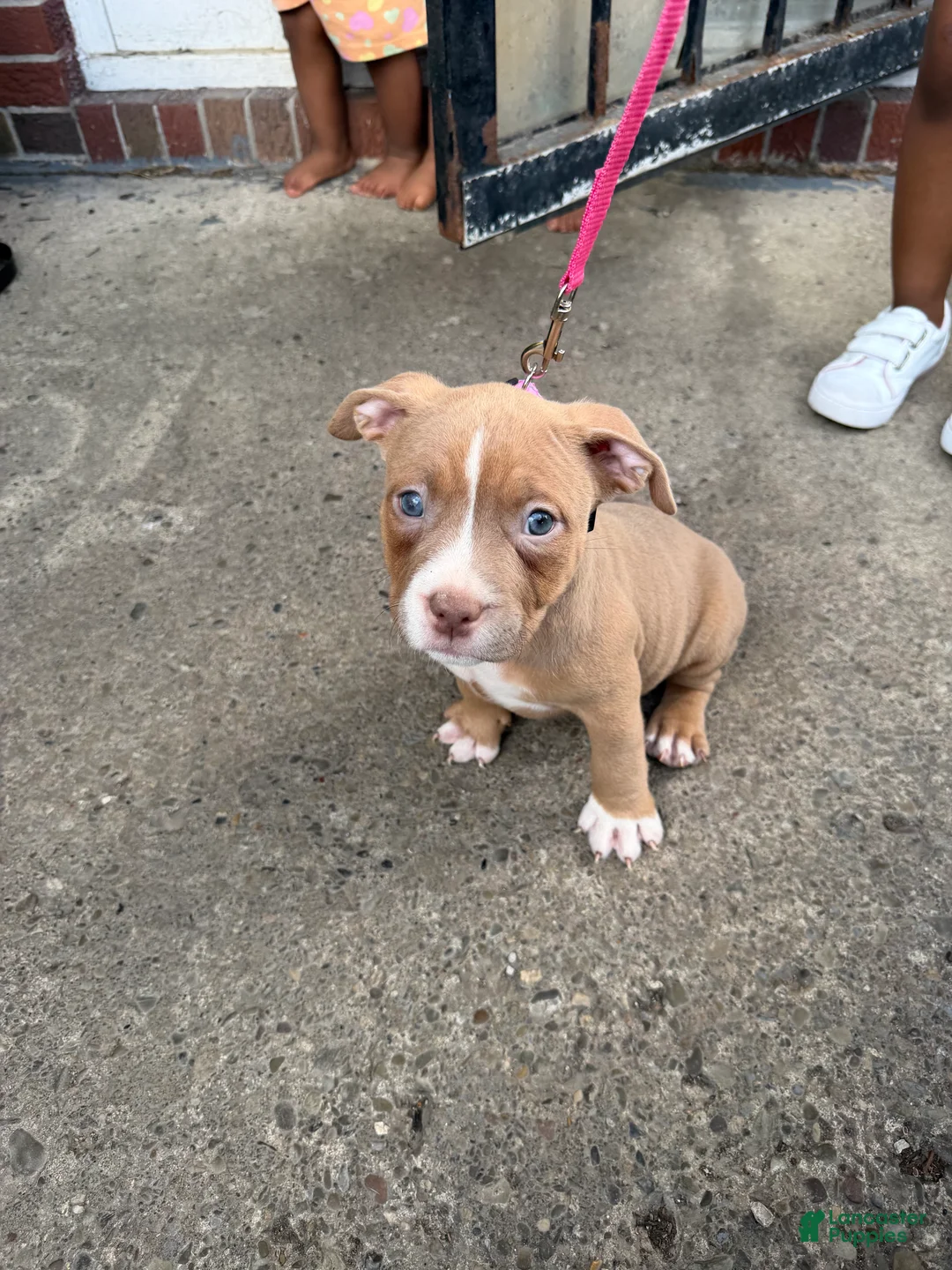 American Bully dogs for sale: Riley - Ad 2