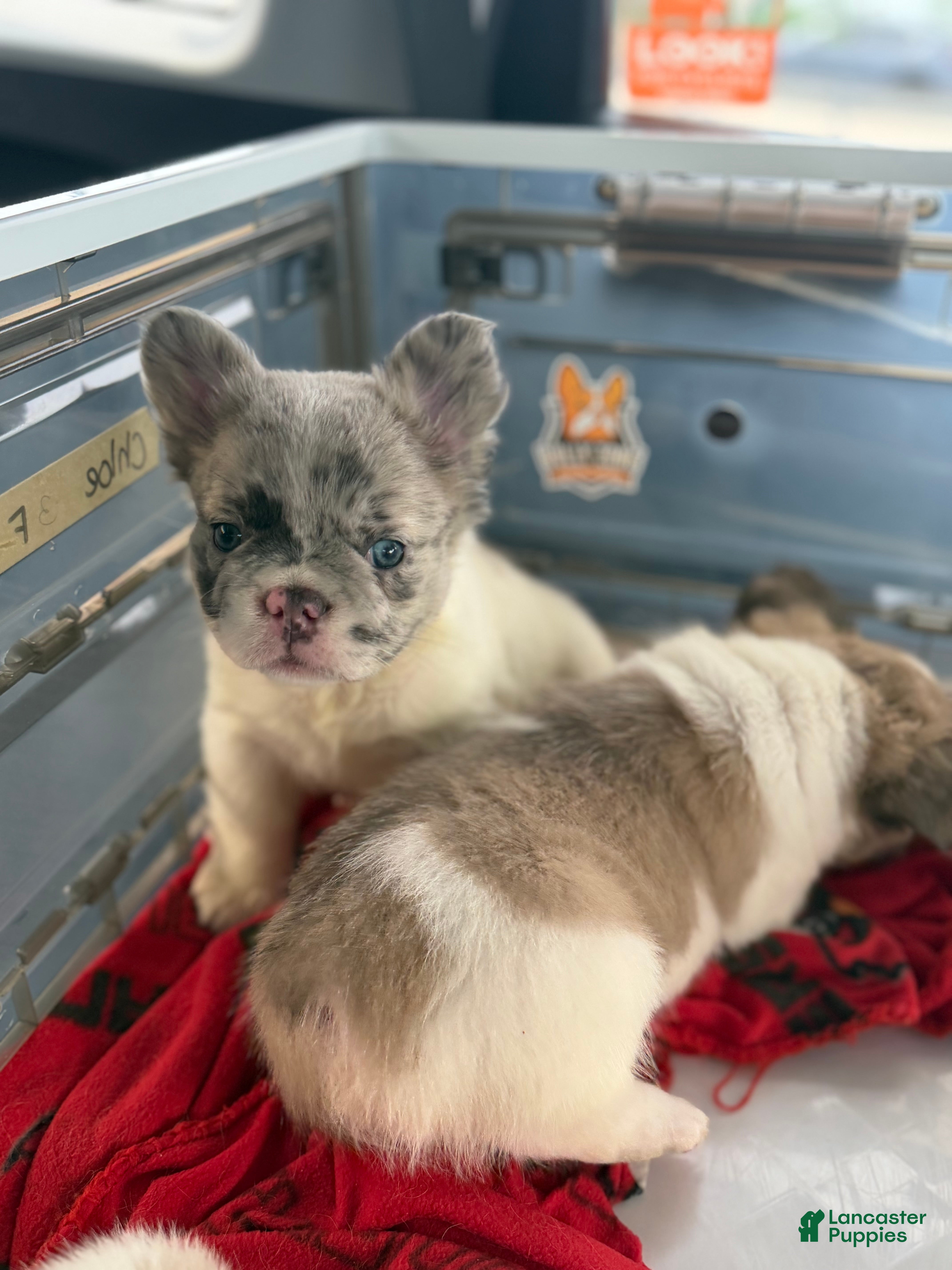French Bulldog dogs ROSE - Ad 1
