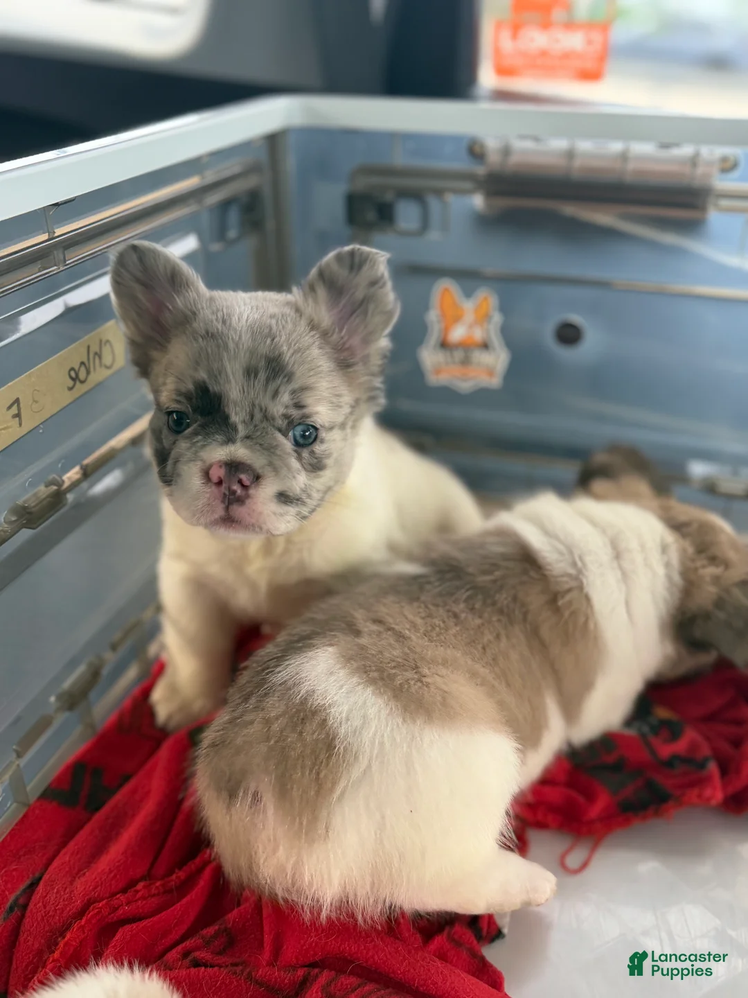 French Bulldog dogs for sale: ROSE - Ad 1