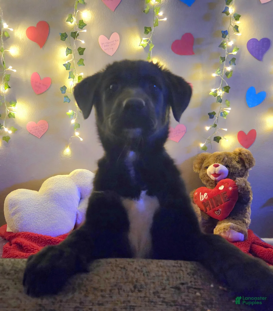 Mixed Breed dogs for sale: Little Red  - Ad 5