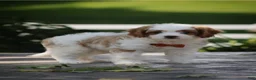 Cavapoo dogs for sale: Jasper - Ad 1