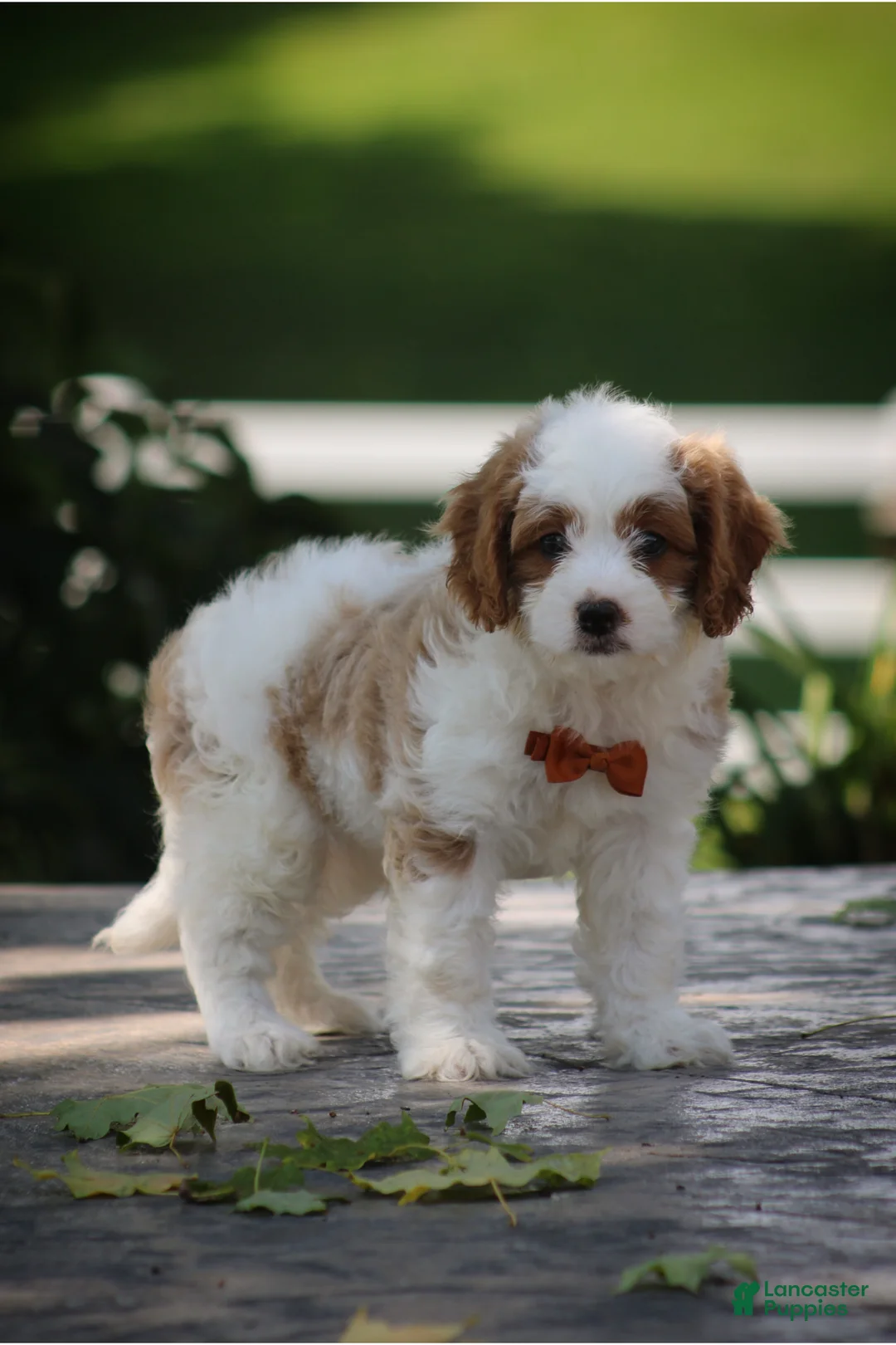 Cavapoo dogs for sale: Jasper - Ad 1