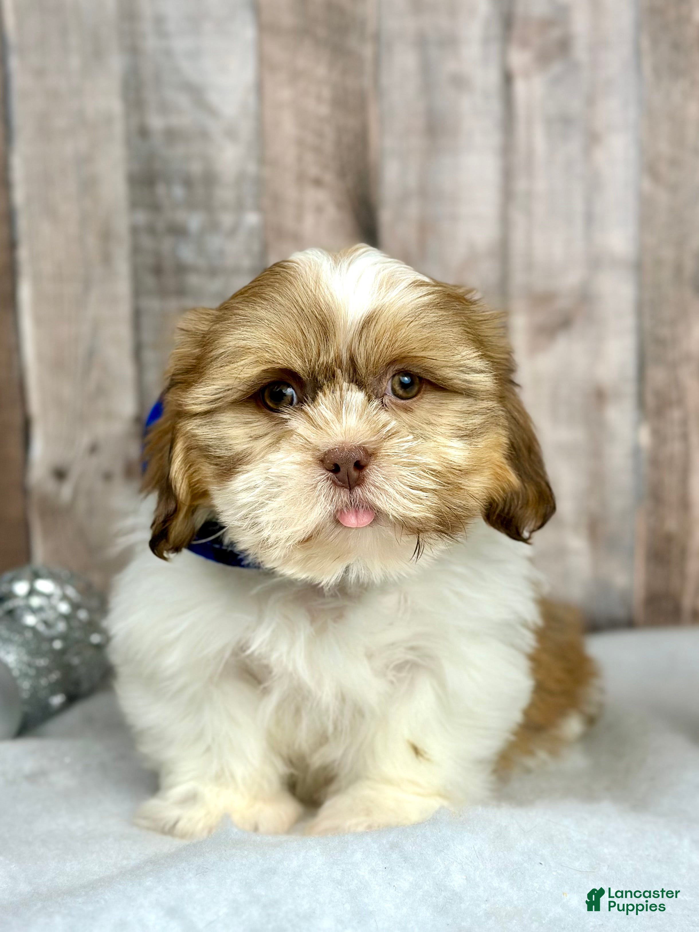 Shih Tzu dogs Boy Harley - 9225 - Ad 21