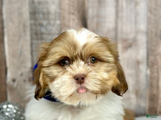 Shih Tzu dogs Boy Harley - 9225 - Ad 24