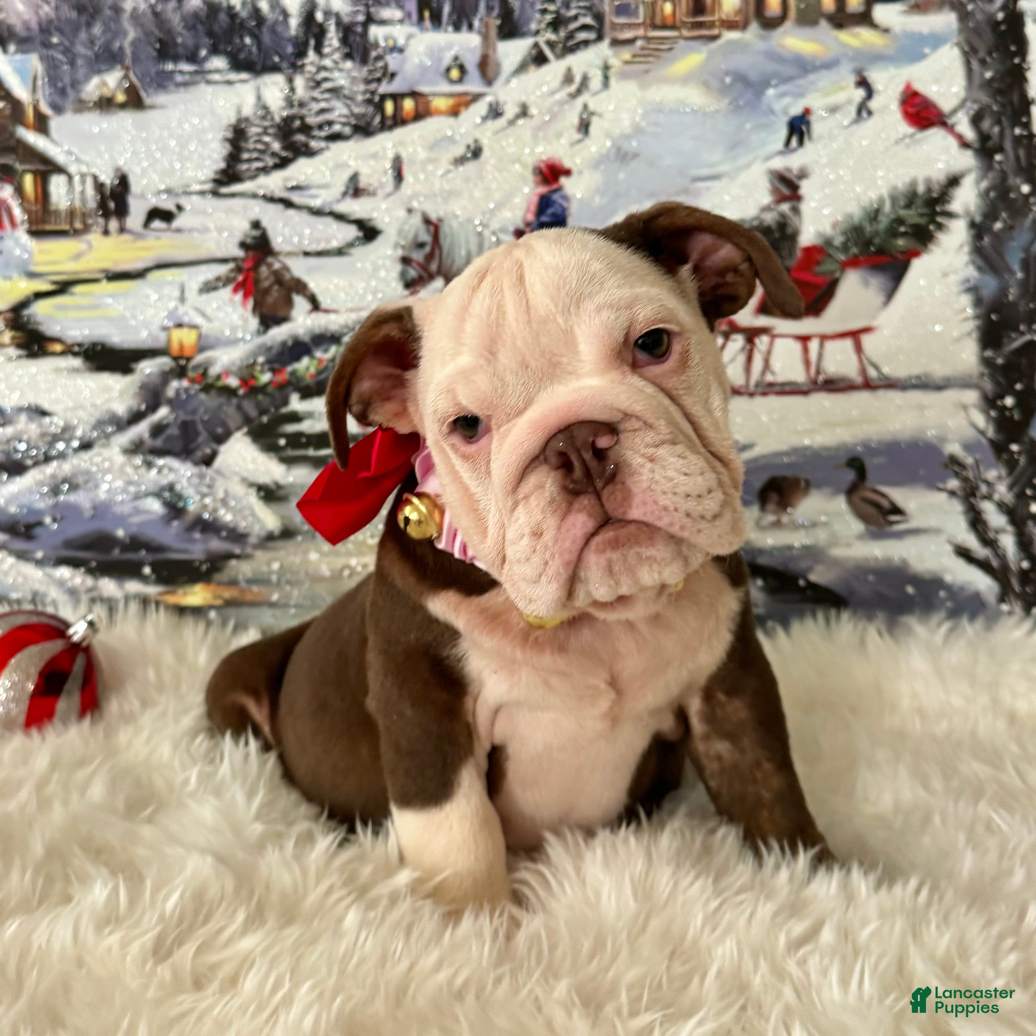 English Bulldog dogs Gala - Ad 40