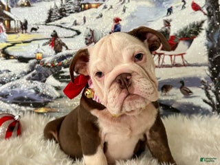 English Bulldog dogs Gala - Ad 11