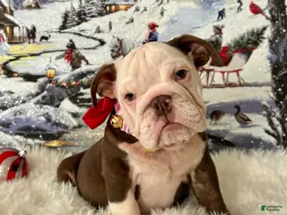 English Bulldog dogs Gala - Ad 11