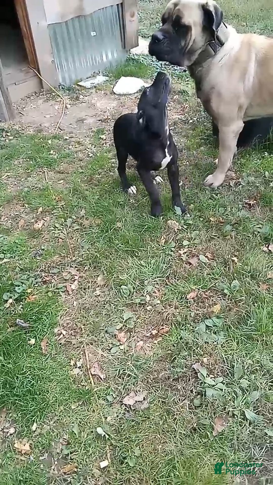 Mixed Breed dogs for sale: Oreo - Ad 1