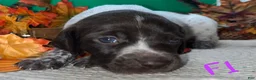 German Shorthaired Pointer dogs for sale: F1 - Ad 1