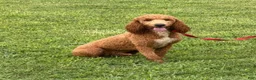 Miniature Poodle dogs for sale: Astro - Ad 3