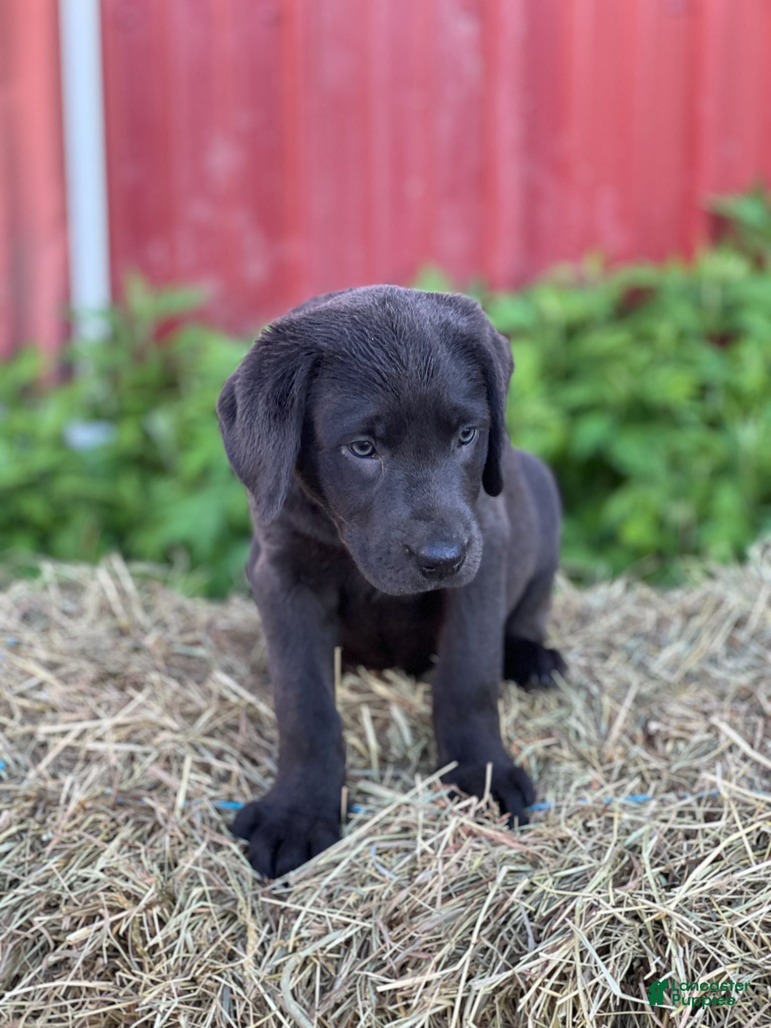 Labrador Retriever dogs Twinkie - Ad 37