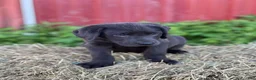 Labrador Retriever dogs for sale: Twinkie - Ad 1