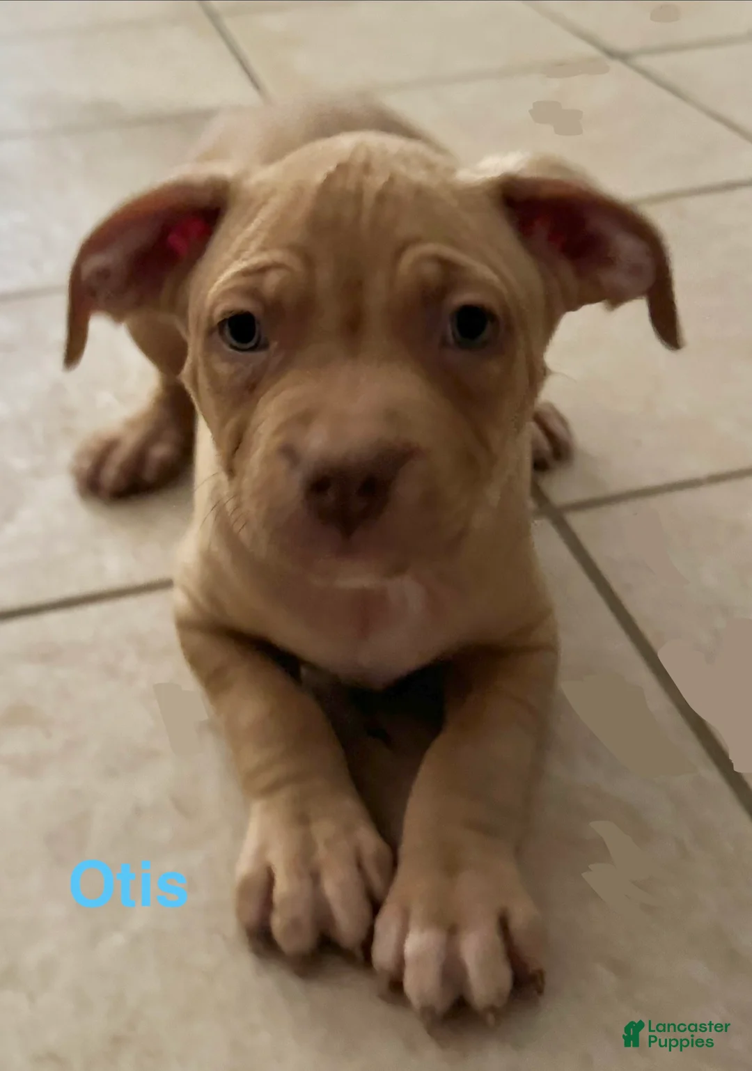 American Bully dogs for sale: American Bully Puppy 1 - Ad 1