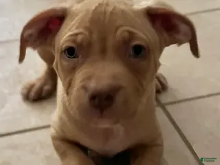 American Bully dogs American Bully Puppy 1 - Ad 15