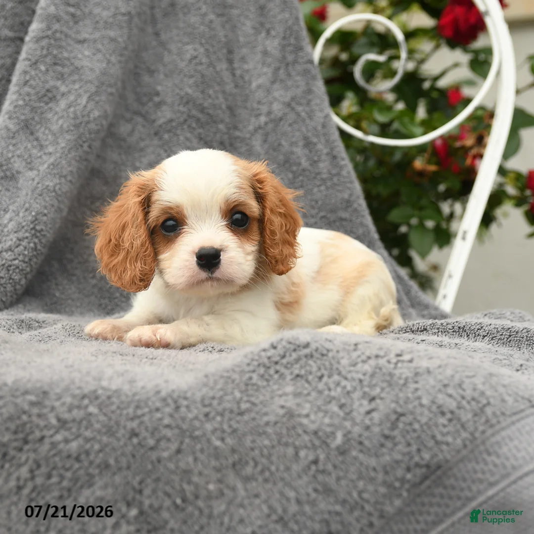 Cavalier King Charles Spaniel dogs for sale: Sebastian - Ad 2