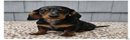 Miniature Dachshund dogs for sale: Mia - Ad 6