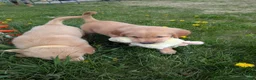 Golden Retriever dogs for sale: Maple - Ad 11