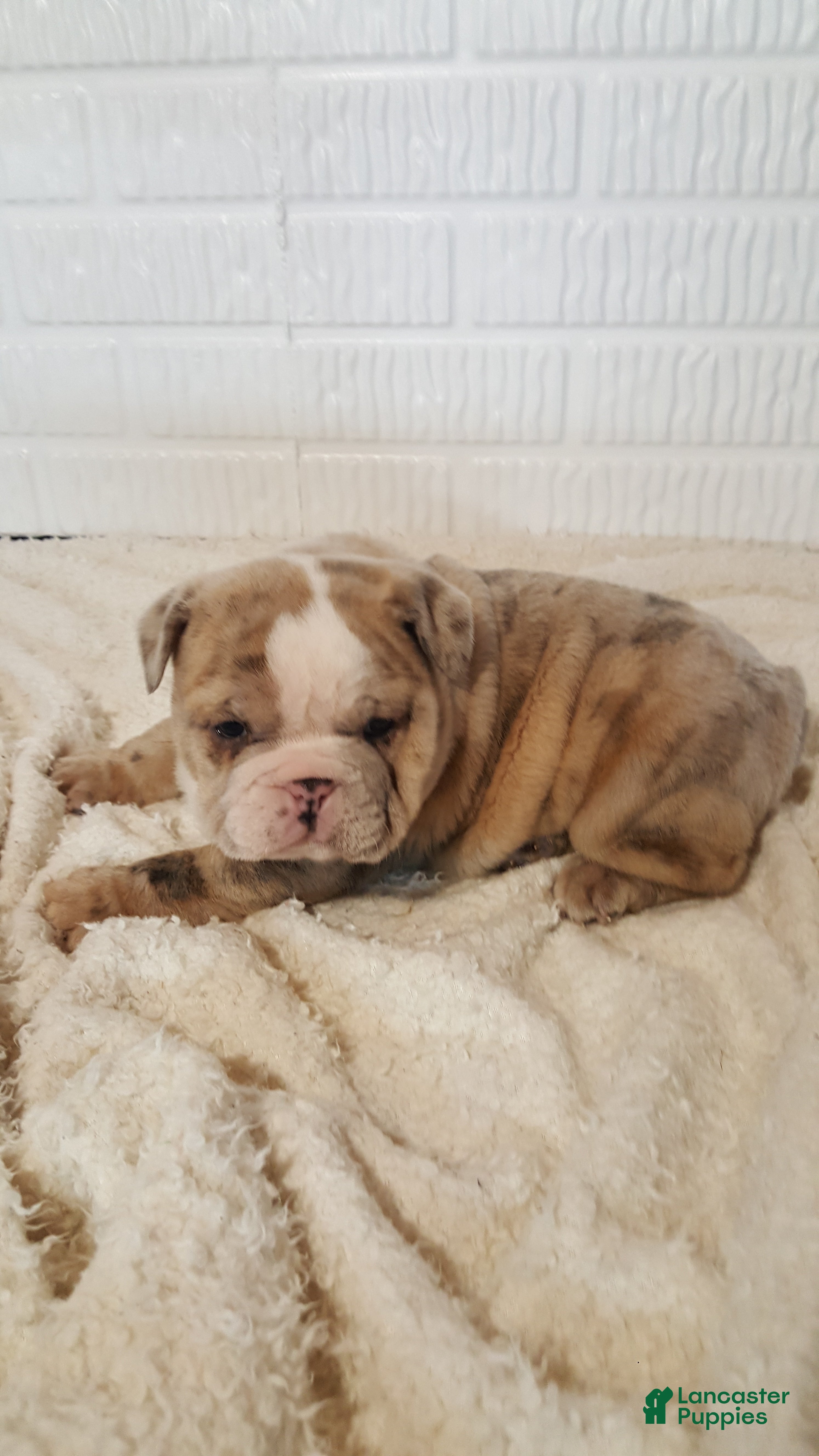 English Bulldog dogs Anja - Ad 23