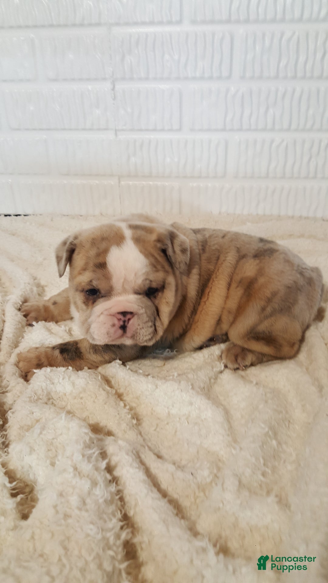 English Bulldog dogs for sale: Anja - Ad 1