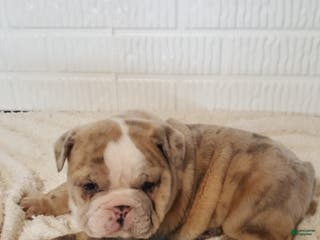 English Bulldog dogs Anja - Ad 23