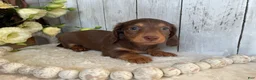 Miniature Dachshund dogs for sale: Cora - Ad 5