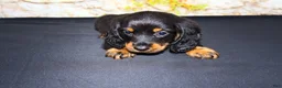 Miniature Dachshund dogs for sale: Ripp - Ad 5