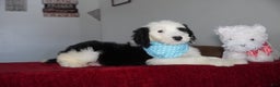 Sheepadoodle dogs for sale: Oreo - Ad 4