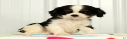 Cavalier King Charles Spaniel dogs for sale: Koby - Ad 5