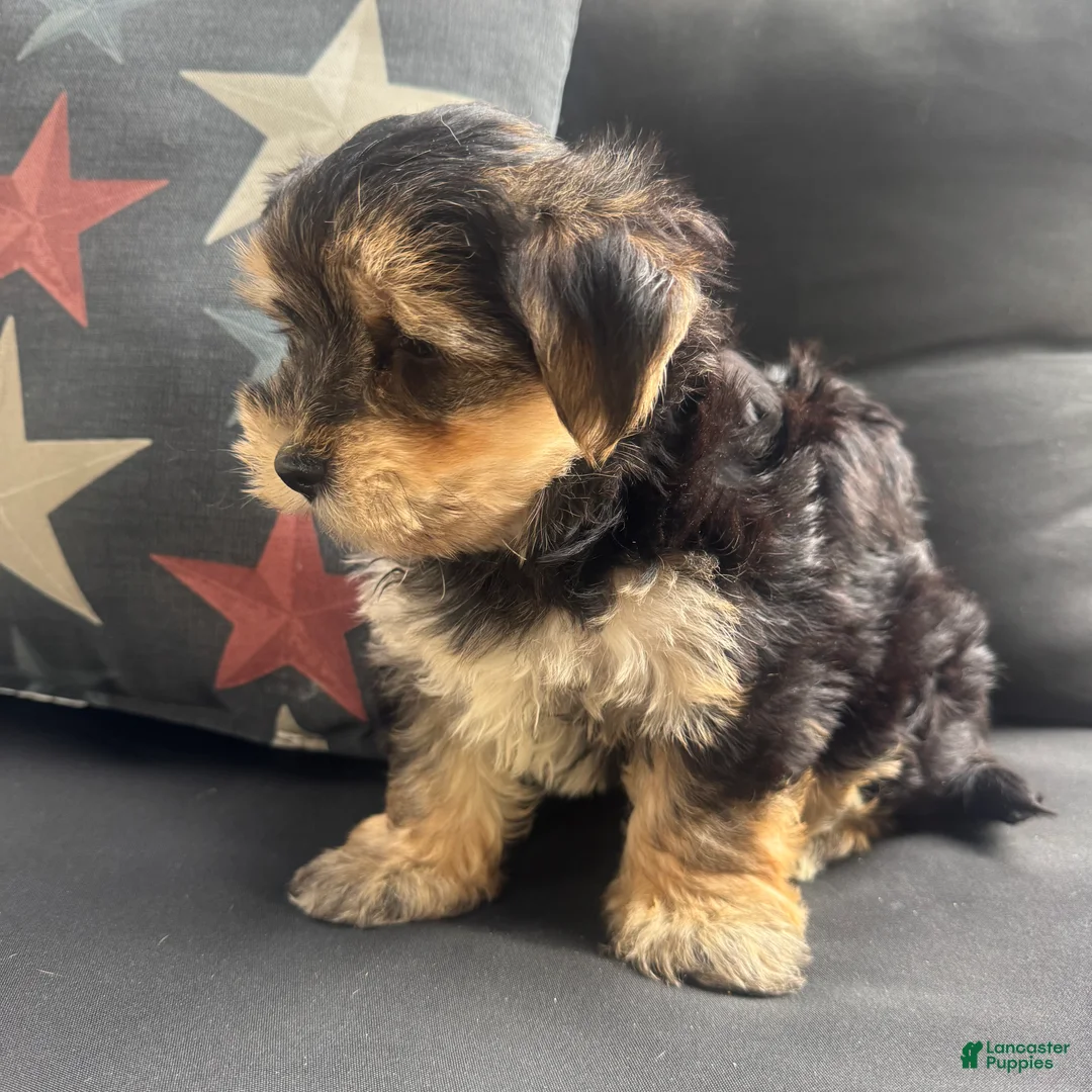 Morkie dogs for sale: Louis - Ad 9