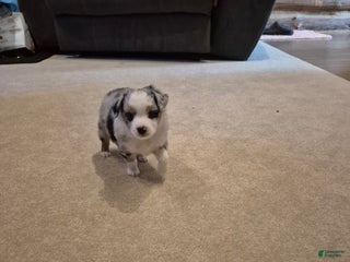 Toy Australian Shepherd dogs for sale: Toy Australian Shepherd River - Ad 1