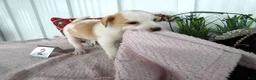 Chorkie dogs for sale: Chorkie 2 Carmel - Ad 3