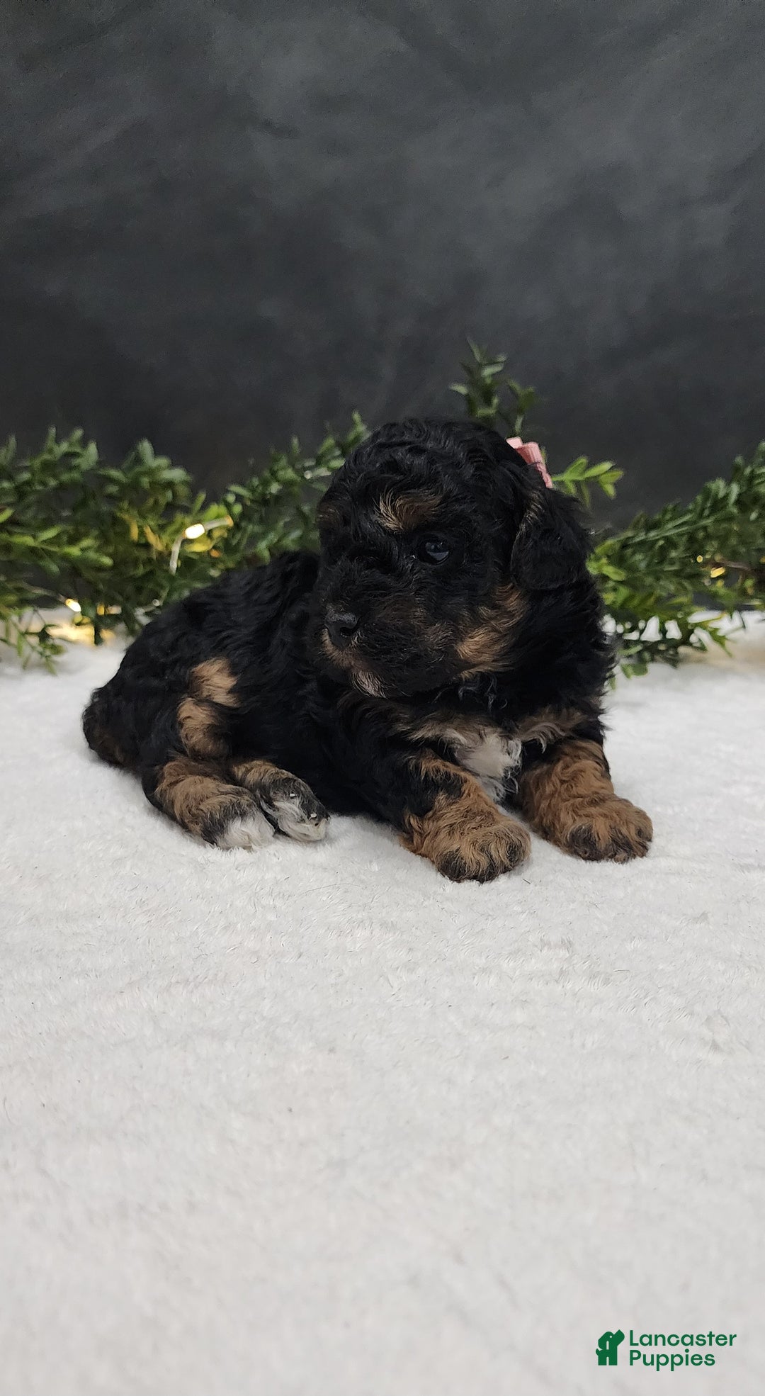 Miniature Poodle dogs for sale: Faith  - Ad 3