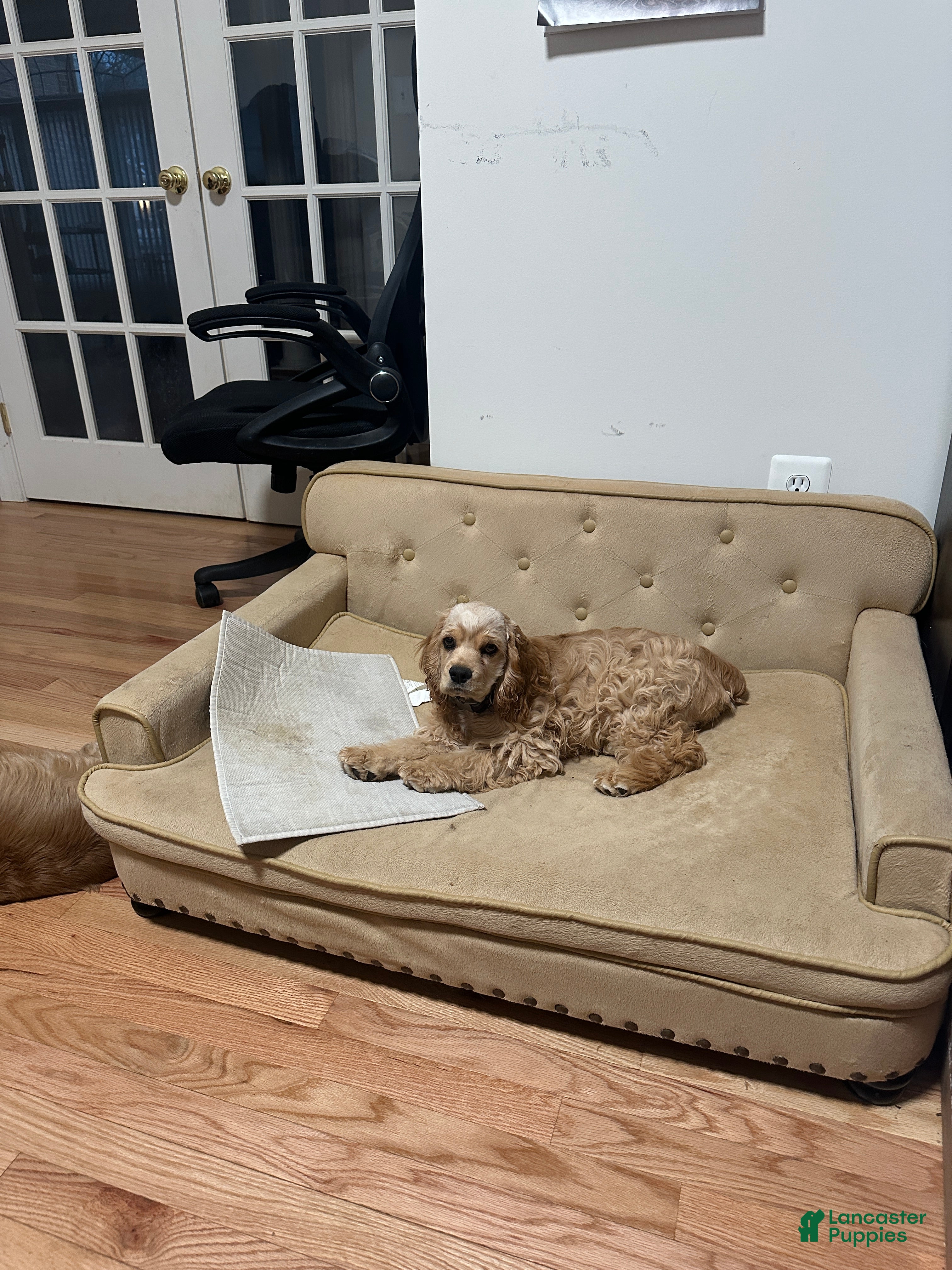 Cocker Spaniel dogs Bella-AKC Cocker Spaniel  - Ad 2