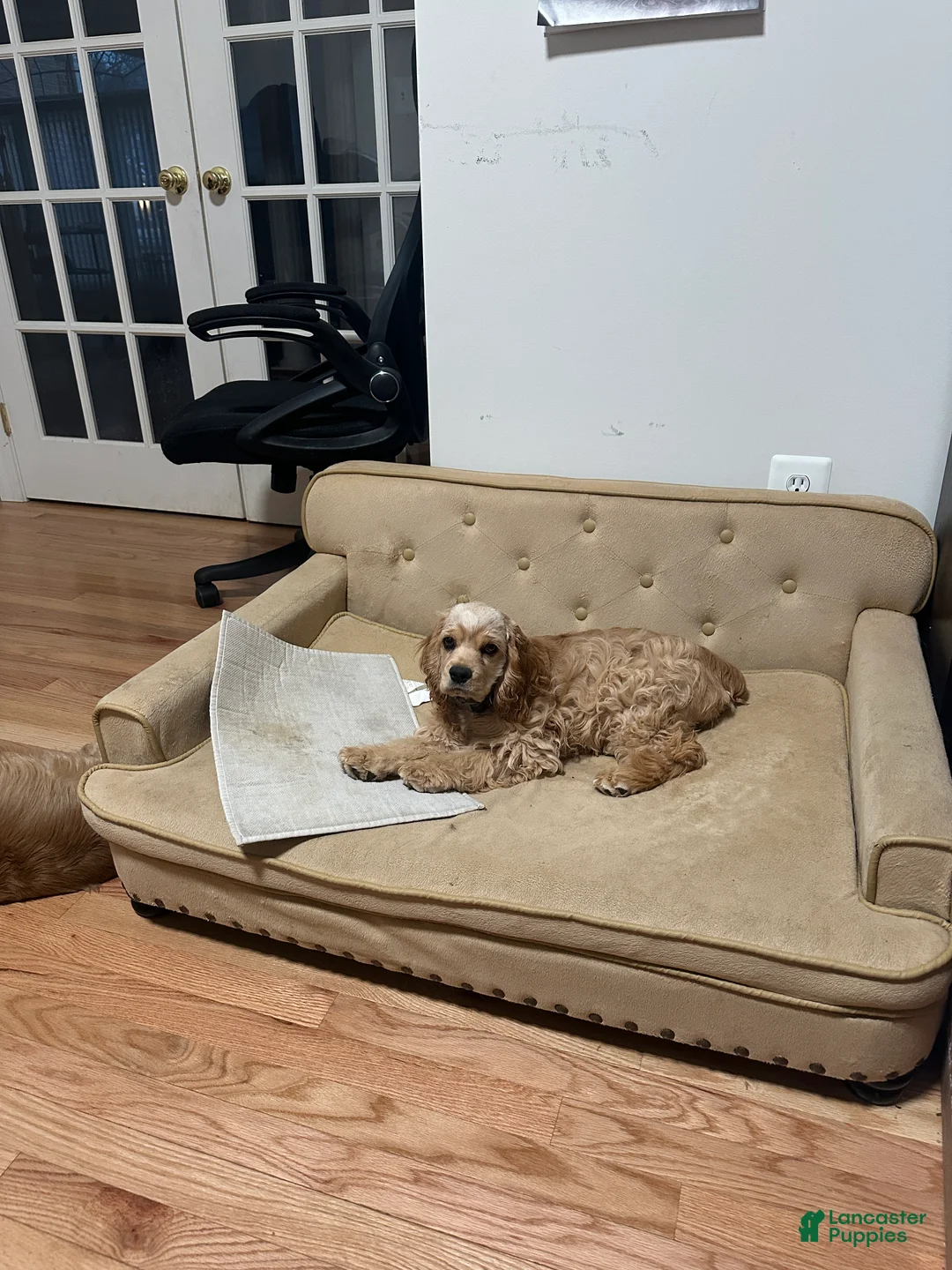 Cocker Spaniel dogs for sale: Bella-AKC Cocker Spaniel  - Ad 2