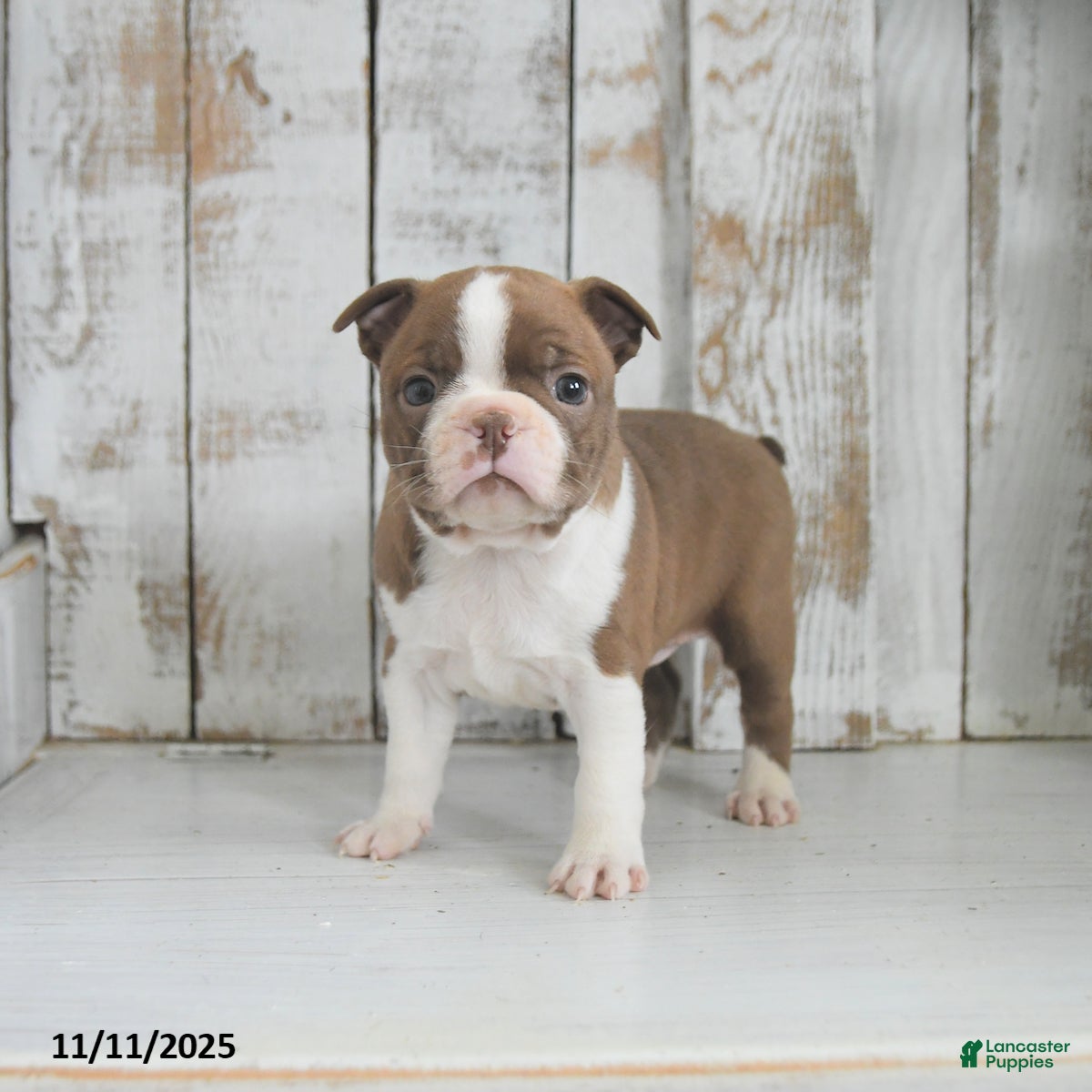 Boston Terrier dogs Winter - Ad 36