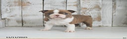 Boston Terrier dogs for sale: Winter - Ad 1