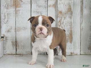 Boston Terrier dogs Winter - Ad 13