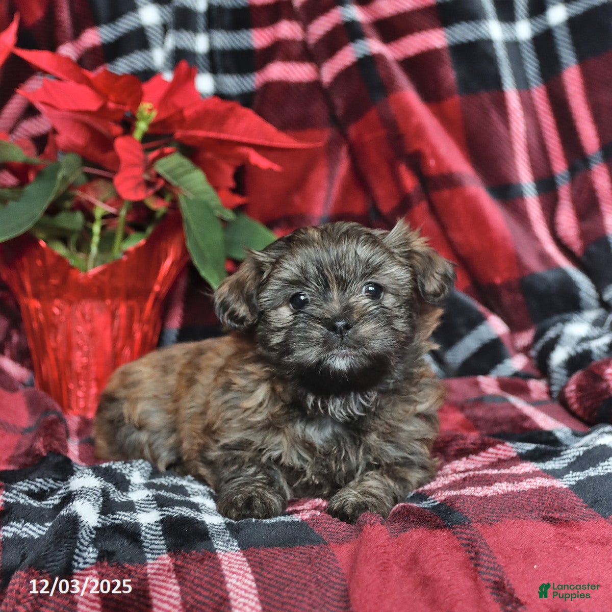 Mixed Breed dogs Dancer - Ad 30