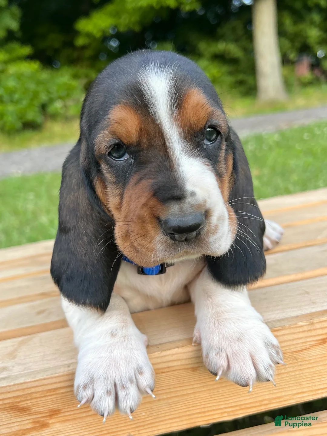 Basset Hound dogs for sale: Oscar - Ad 1