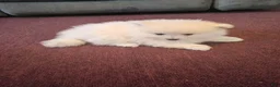 Pomeranian dogs for sale: BEAR FACE BELLA  - Ad 7