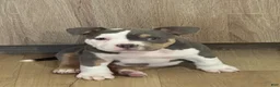 American Bully dogs for sale: American Bully 1 - Ad 1