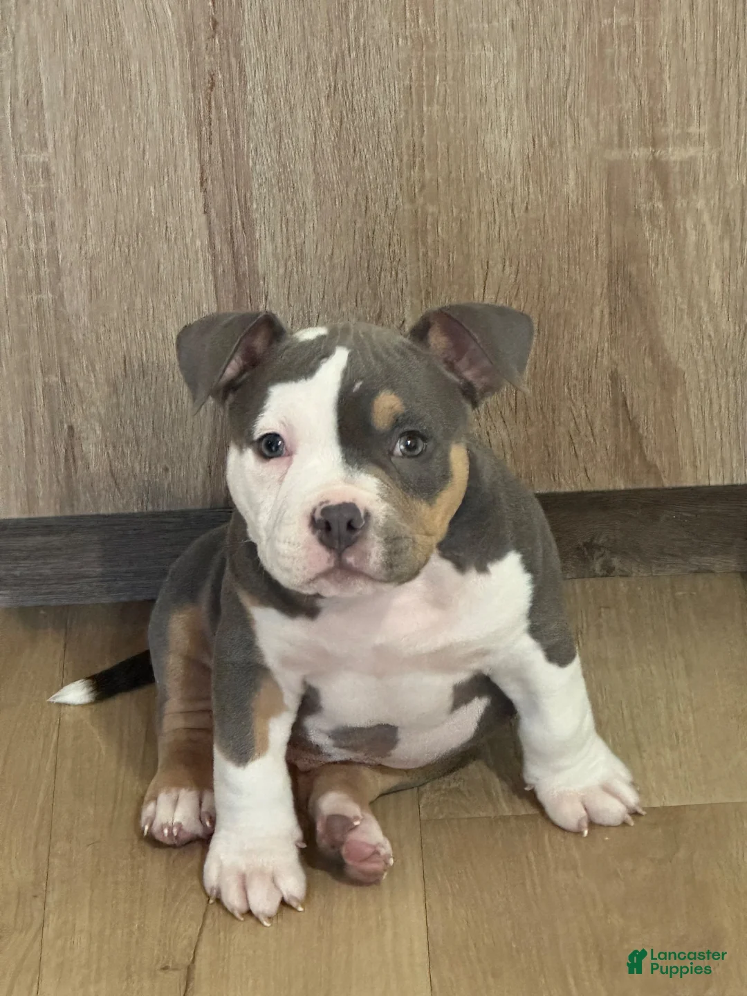 American Bully dogs for sale: American Bully 1 - Ad 1