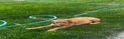 Mixed Breed dogs for sale: Goldie - Ad 3