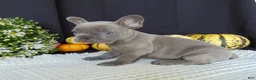 French Bulldog dogs for sale: Myles - Ad 8