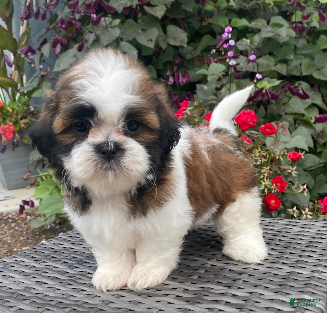 Shih Tzu dogs for sale: Lena - Ad 1