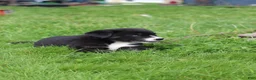 Mixed Breed dogs for sale: Little Guy - Ad 6