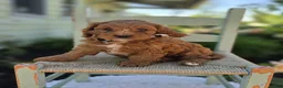 Cavapoo dogs for sale: Michael - Ad 3