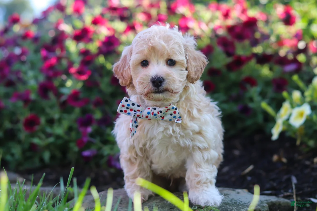 Havapoo dogs for sale: Brodie - Ad 1