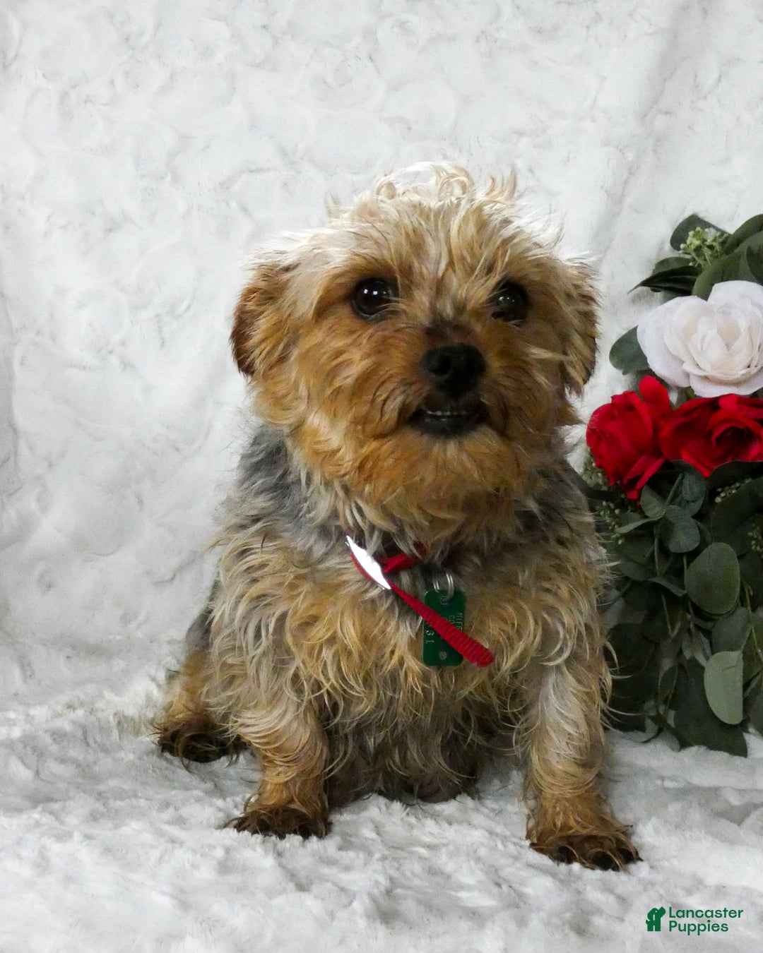 Gallery Image {{count}}