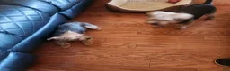 Yorkshire Terrier dogs for sale: Yorkshire Terrier 1 - Ad 6